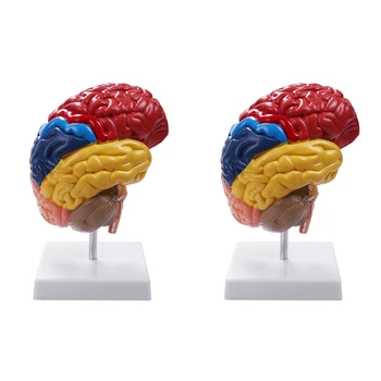 2X Cerebrais Anatômicos Modelo de Anatomia 1:1 Metade do Cérebro, Tronco cerebral Laboratório de Ensino de Suprimentos